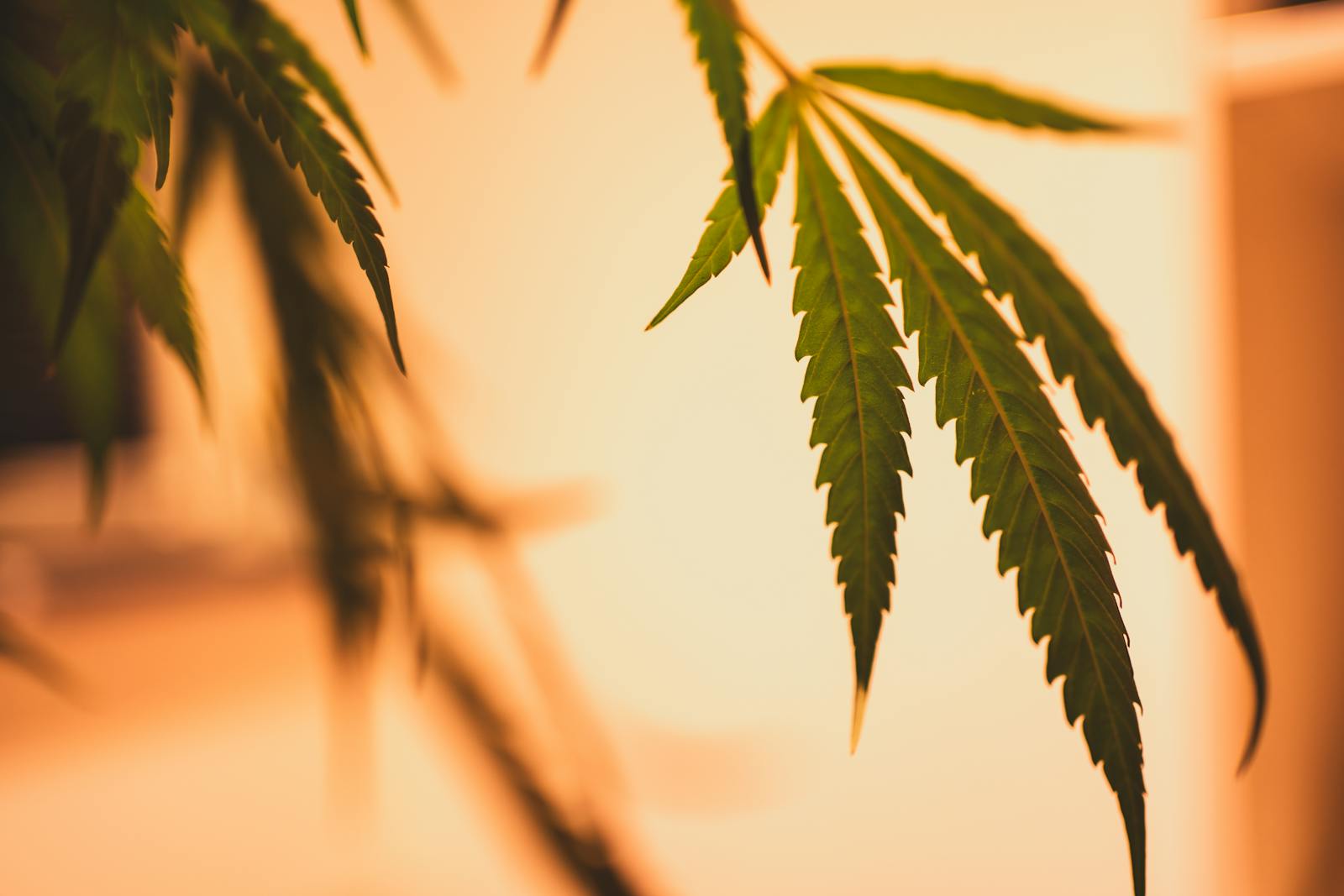 Cannabis leaf close-up with warm lighting