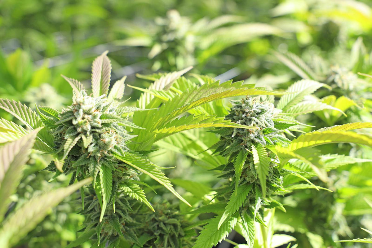 Cannabis plants close-up in a greenhouse