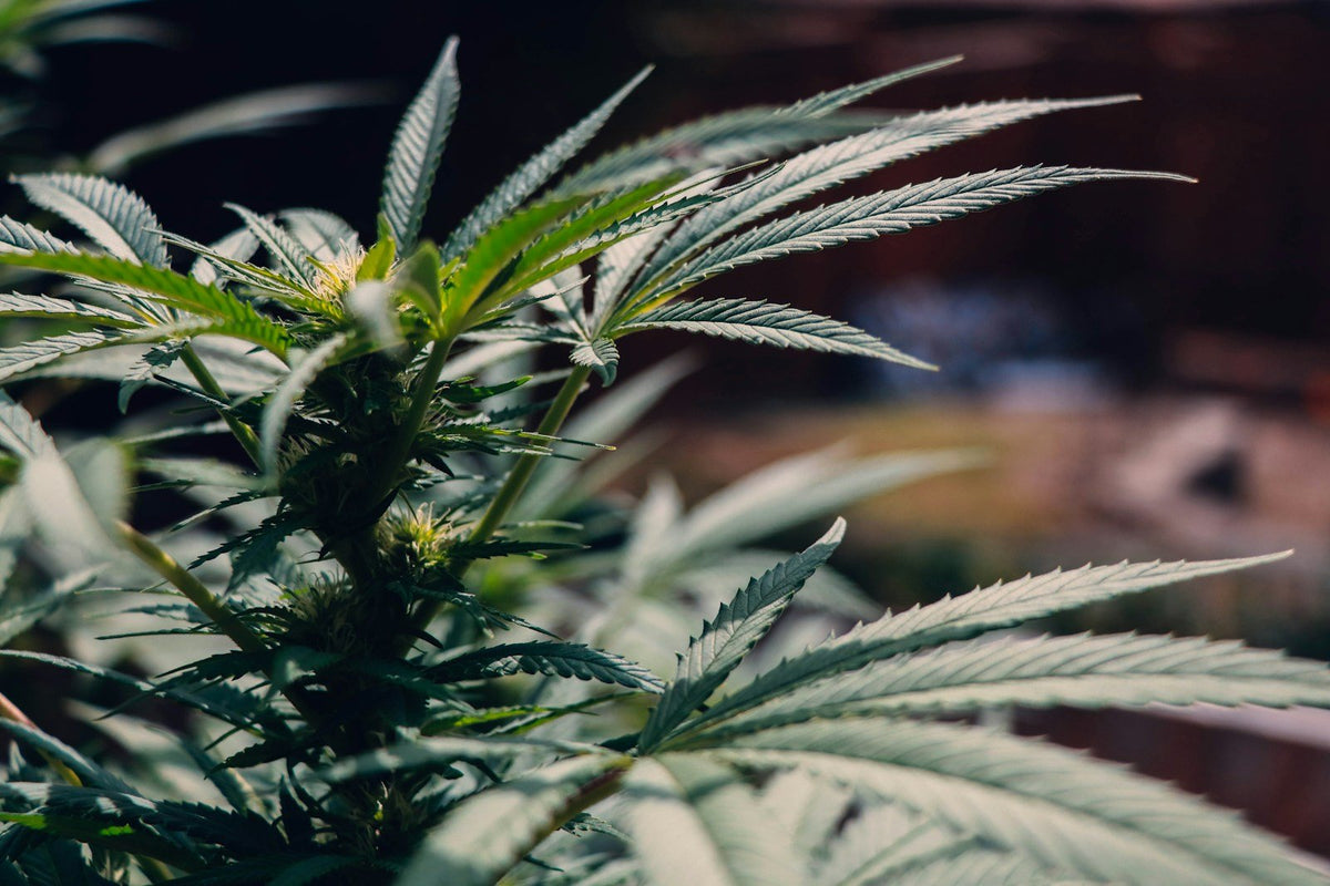 Close-up of cannabis plant leaves outdoors
