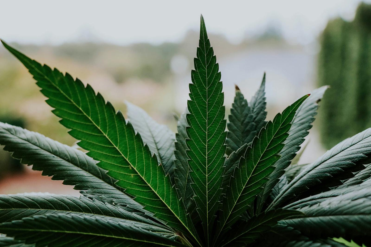 Close-up of green cannabis leaves outdoors