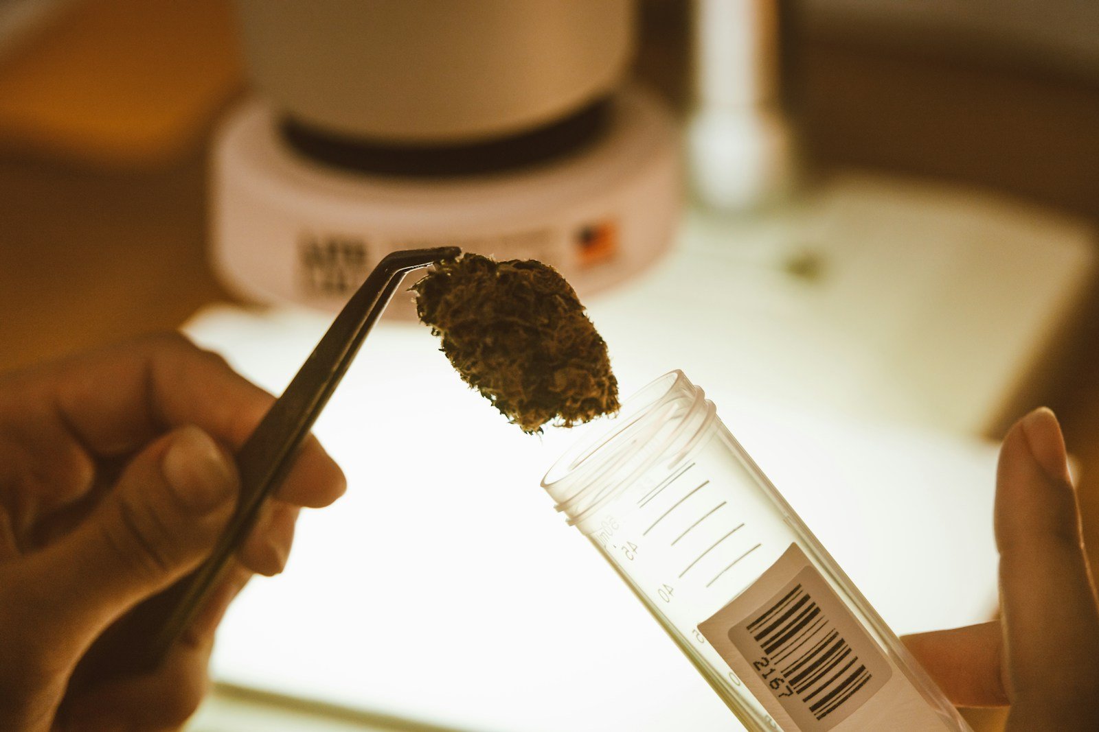 Cannabis bud examination with lab equipment