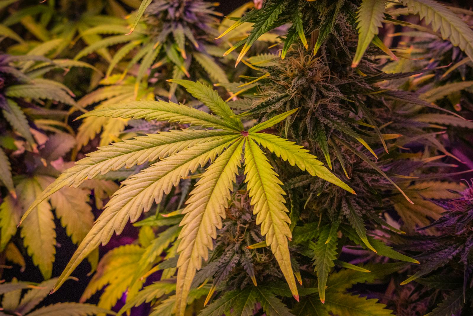 Close-up cannabis plant with green leaves