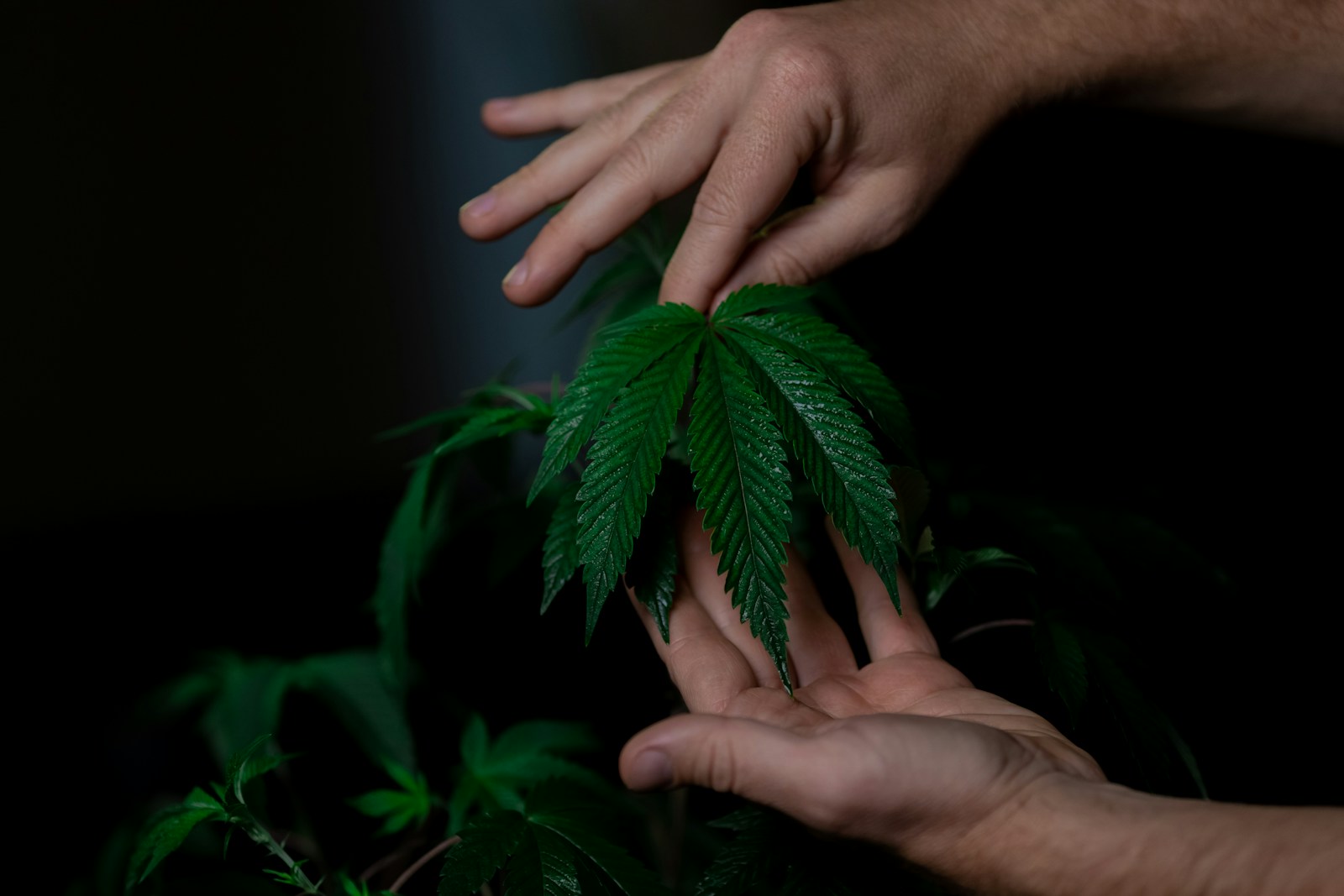 Hands examining a green cannabis leaf