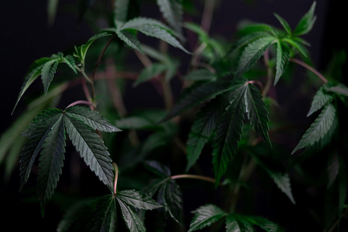 Cannabis plant leaves in natural light