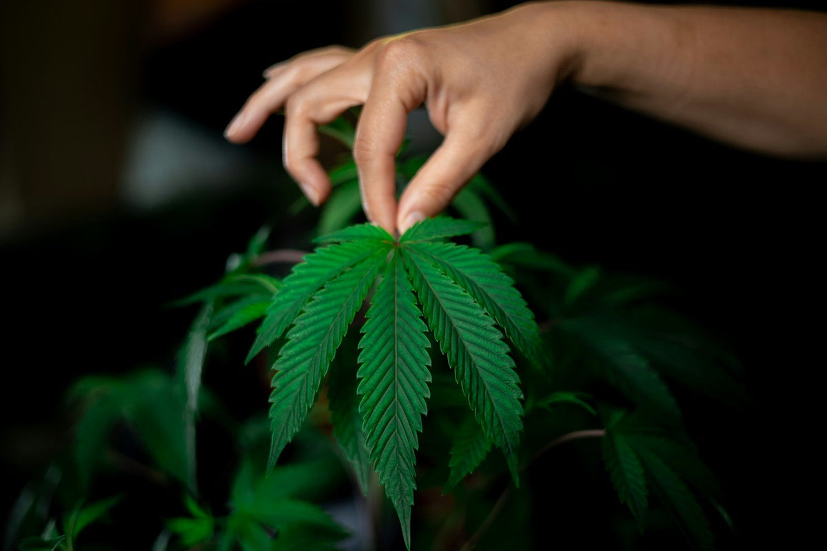 Hand touching vibrant green cannabis leaf