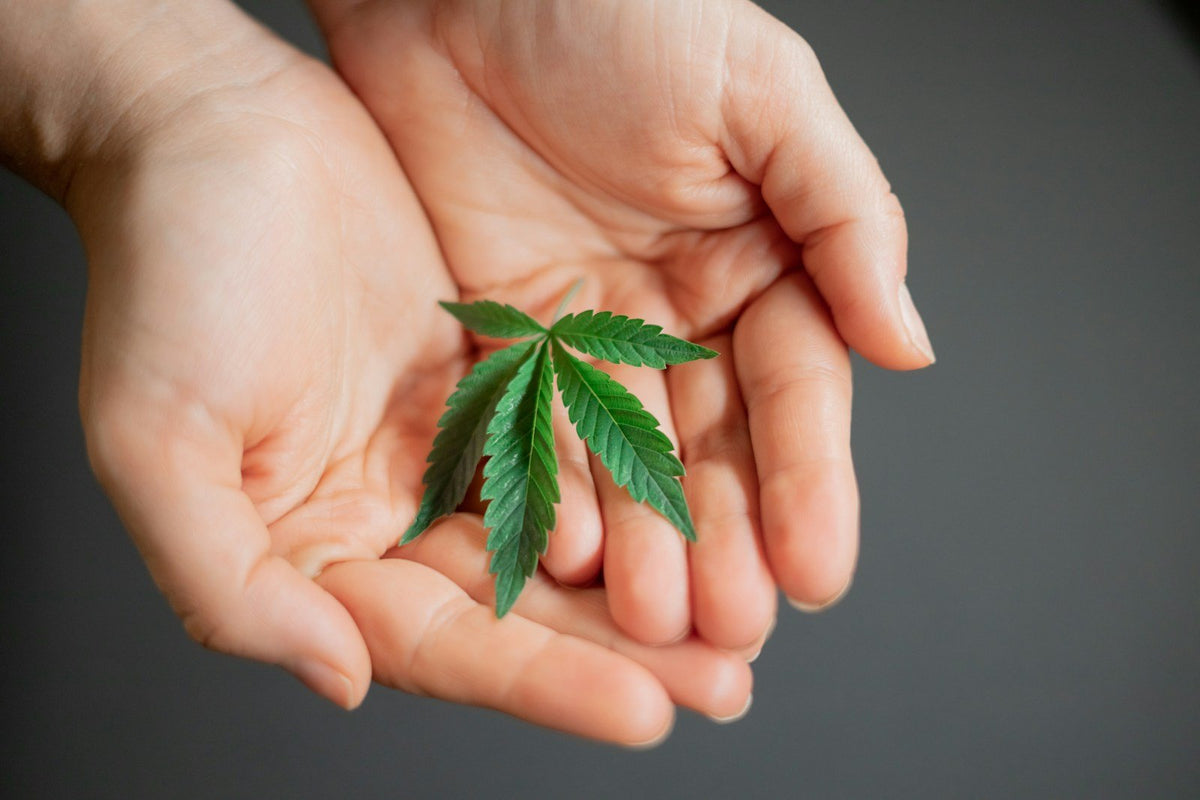 Hands holding cannabis leaf gently