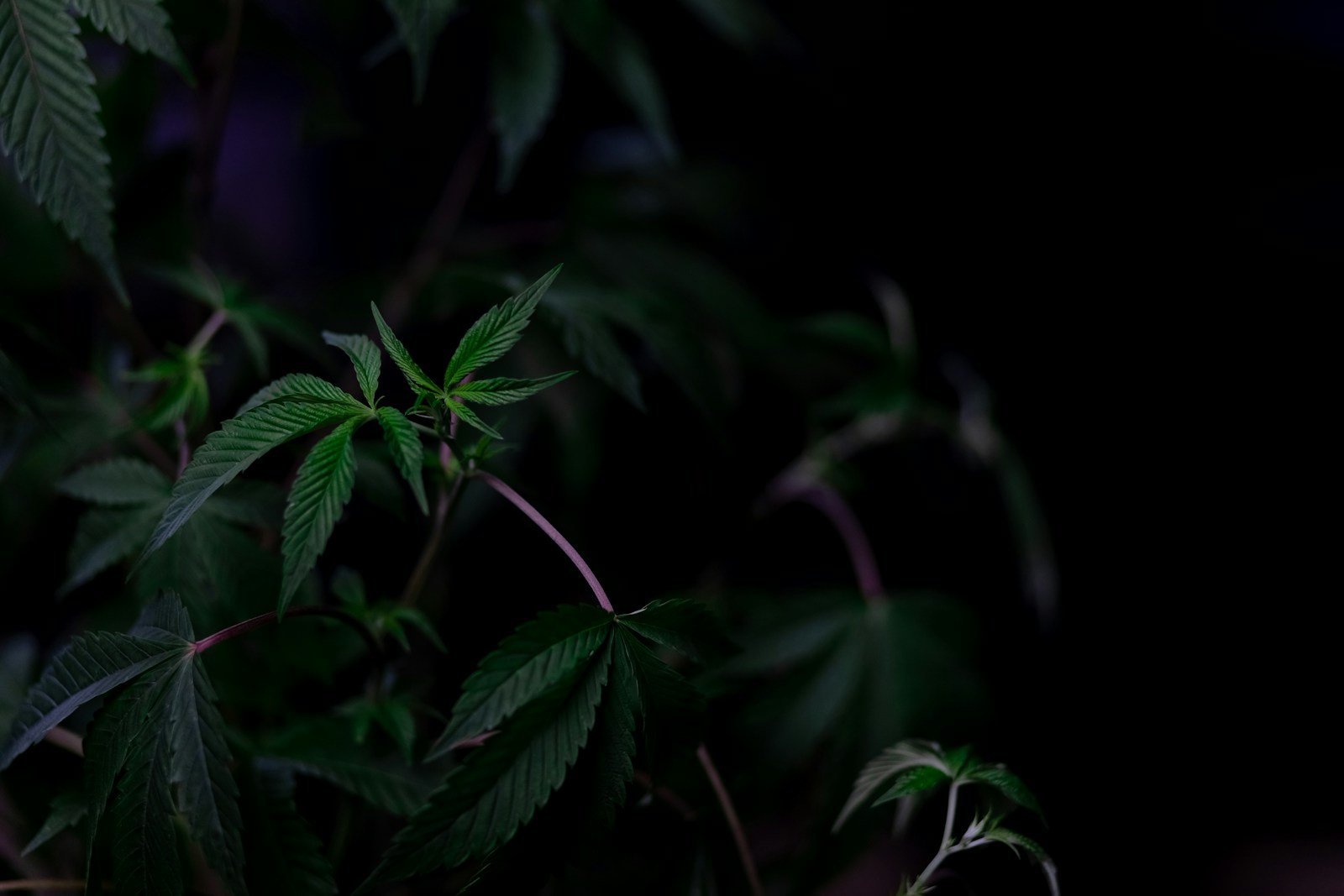 Cannabis plant leaves in darkness