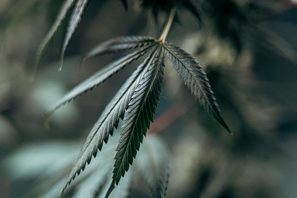 Close-up of cannabis plant leaves