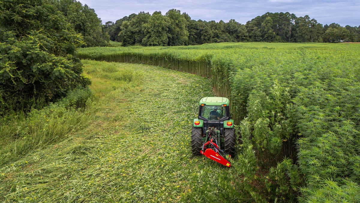 Tractor harvesting tall green hemp crops
