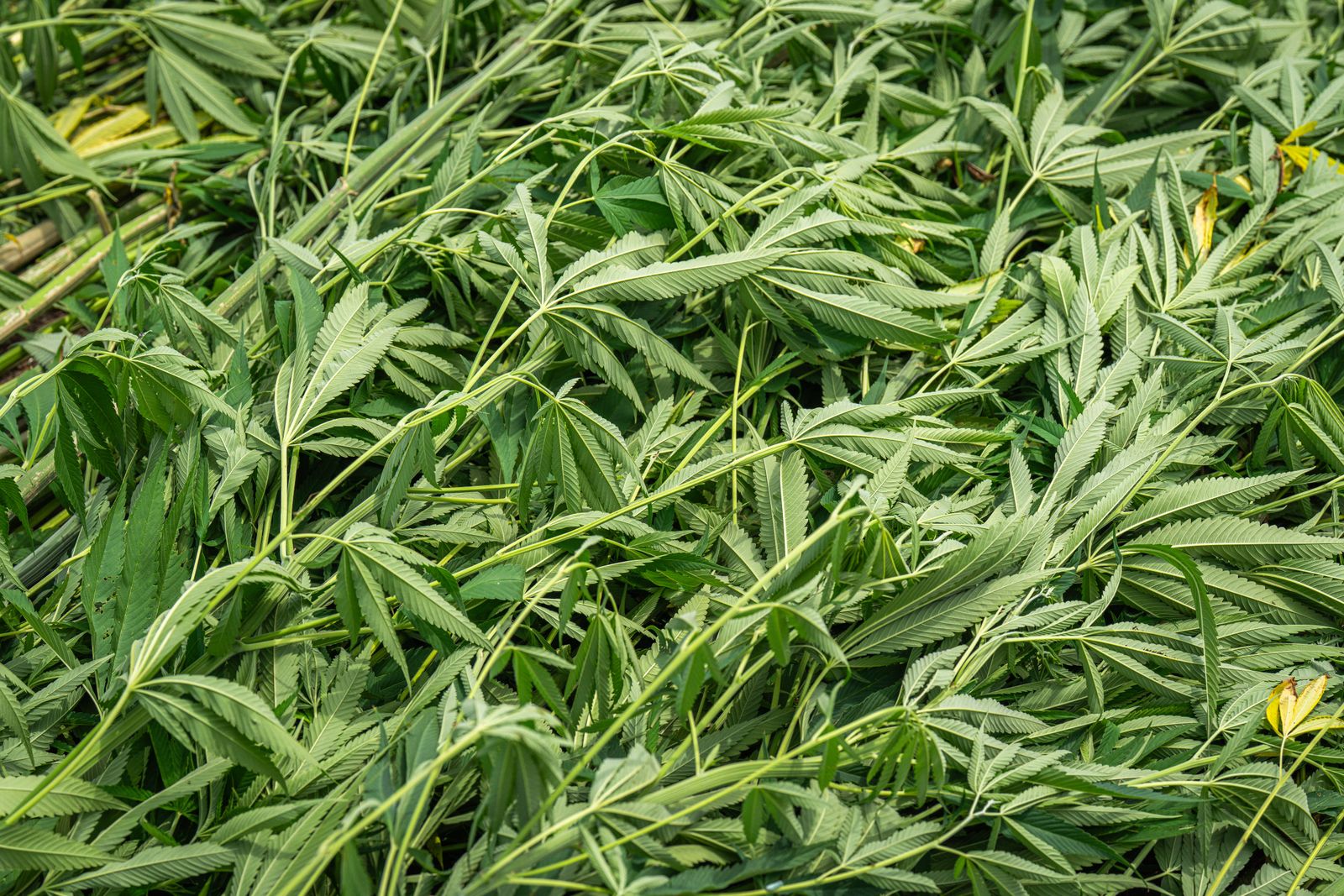 raw hemp leaves