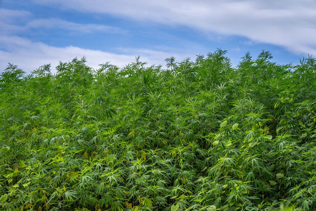 Lush hemp field under blue sky