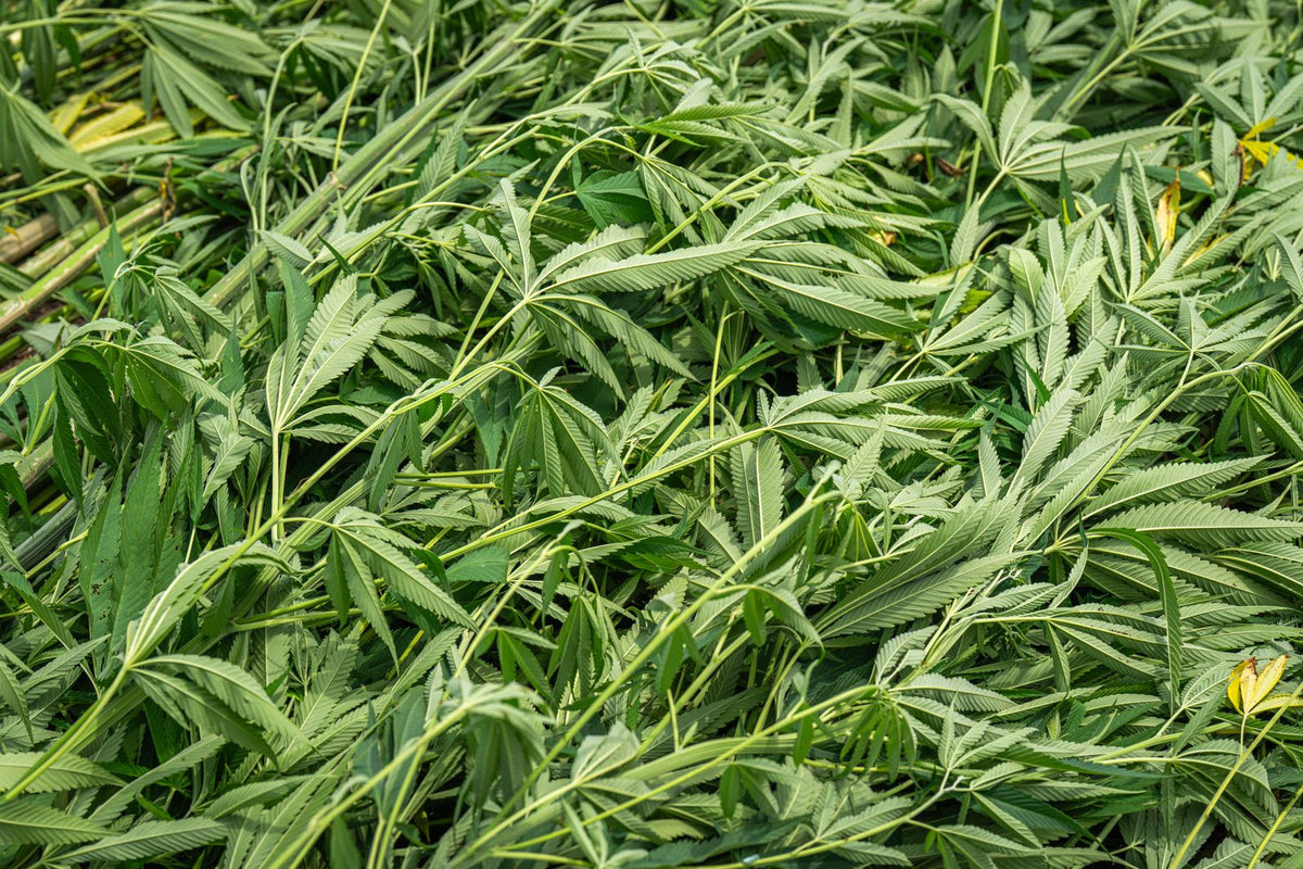 Freshly harvested cannabis leaves and stems