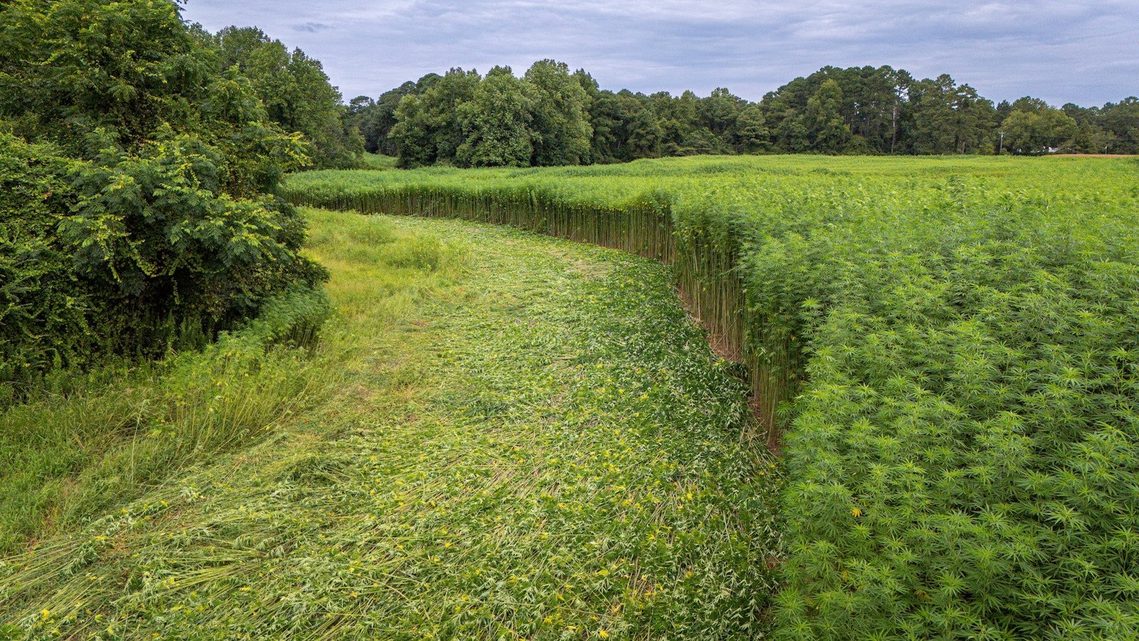 Lush green hemp field with trees