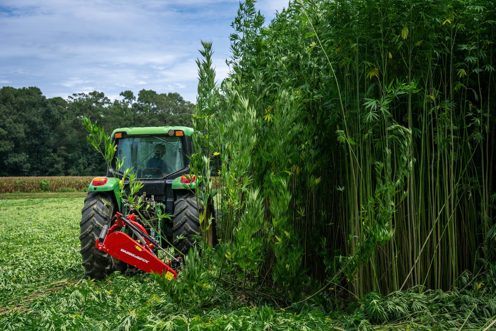 Tractor harvesting tall hemp crop