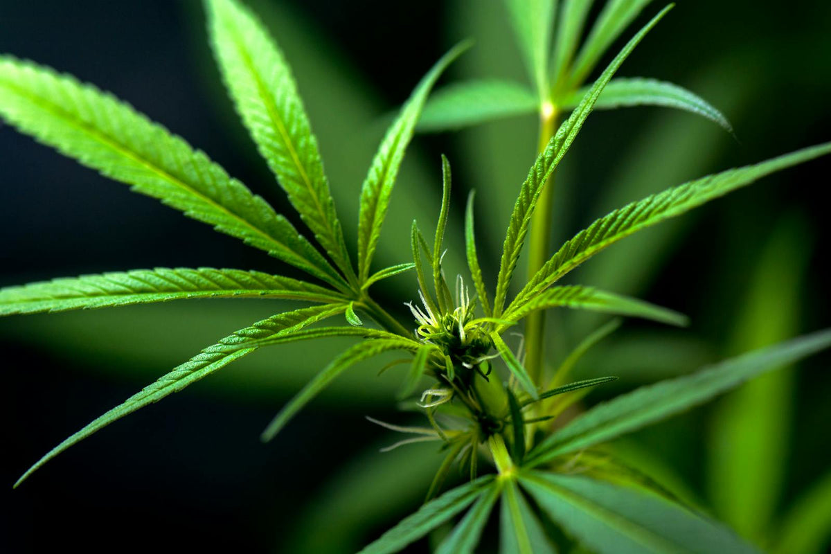 Close-up of vibrant cannabis plant leaves