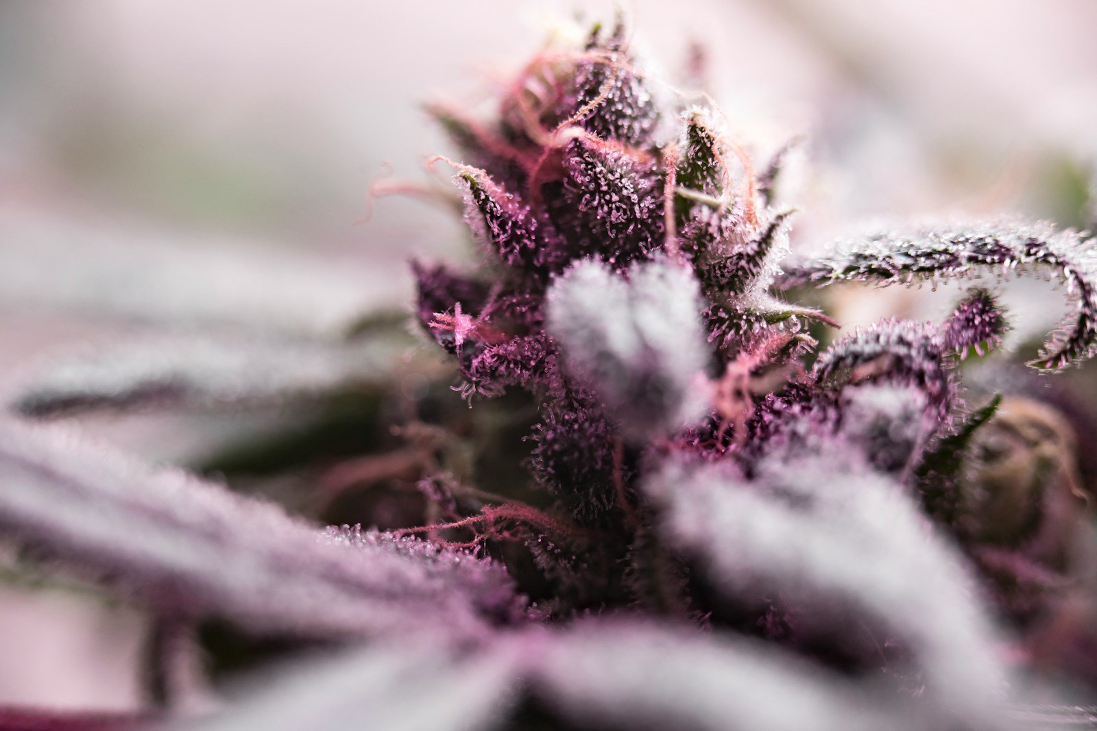 Close-up of frosty cannabis plant buds