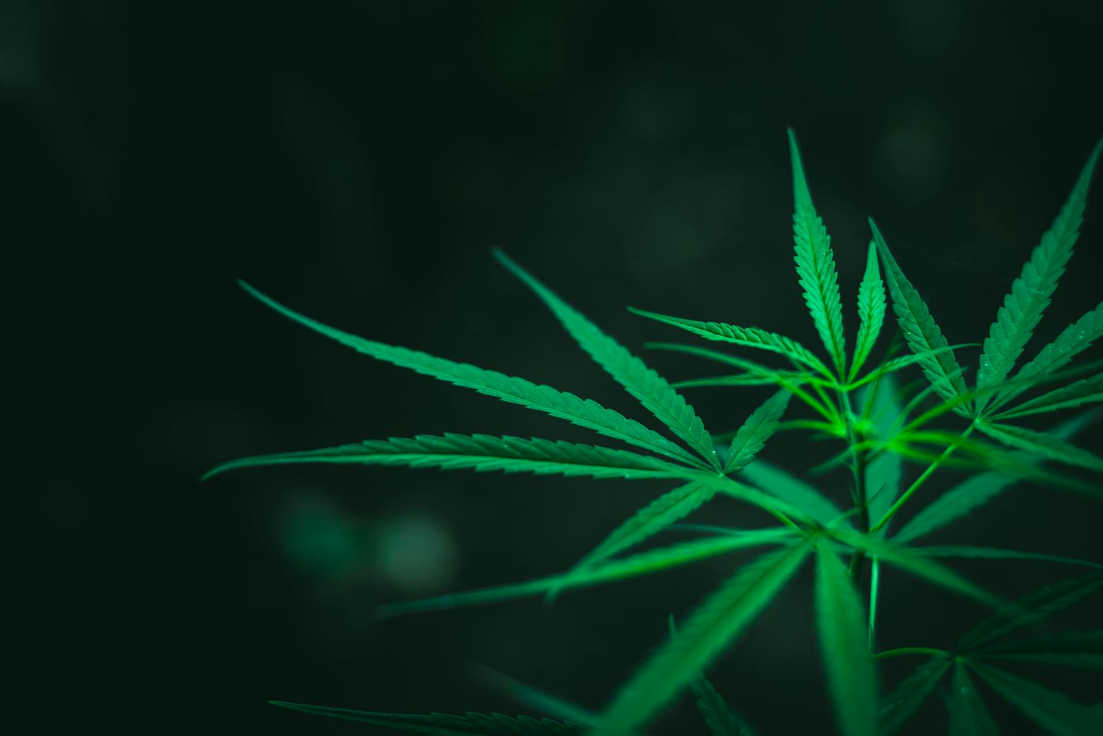 Close-up of lush green cannabis leaves