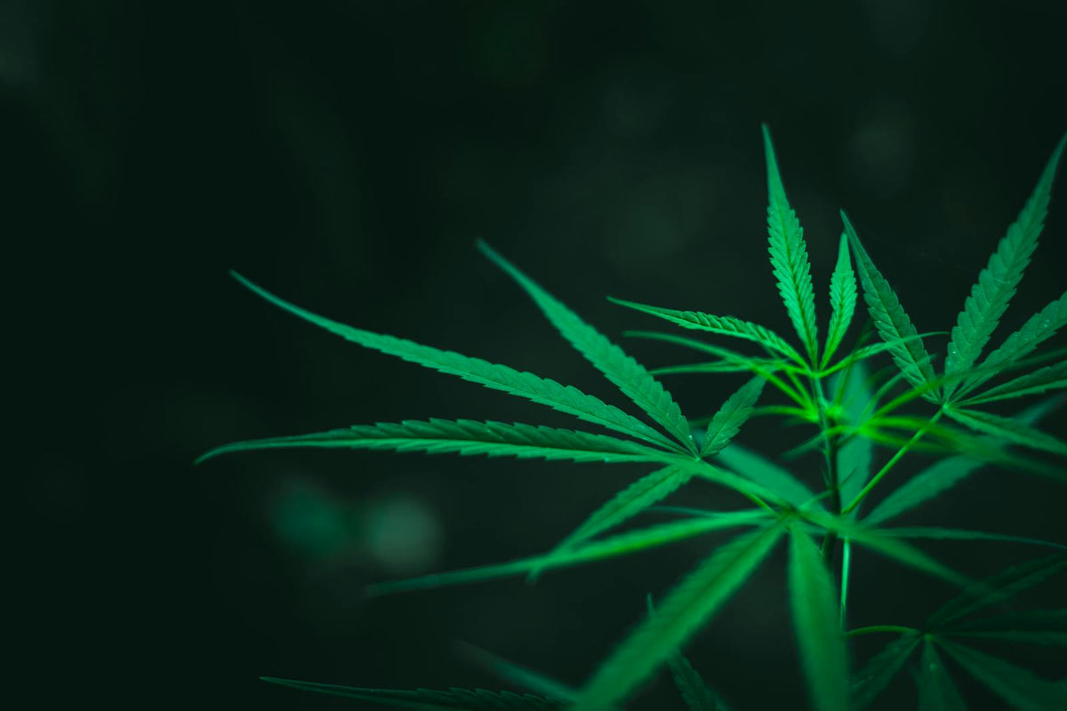 Close-up of lush green cannabis leaves