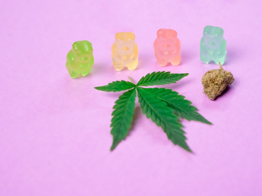 Four gummies, cannabis leaf, and bud on pink