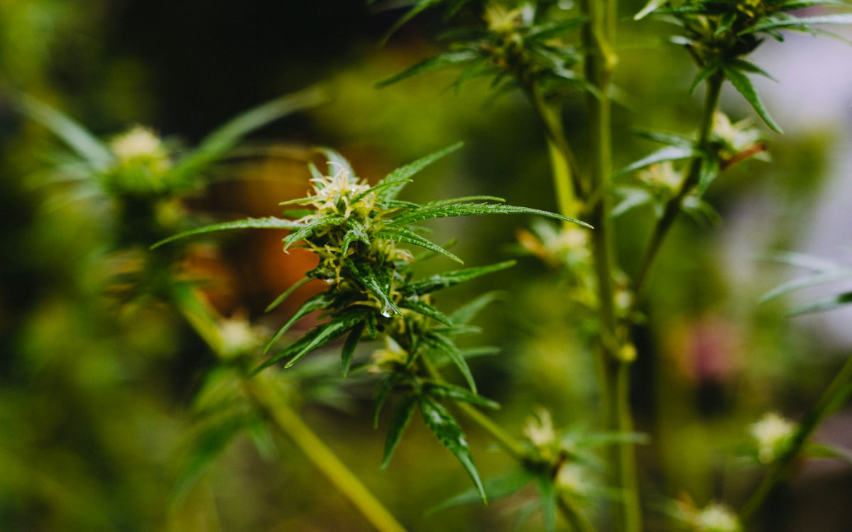 Cannabis plant with dew drops close-up