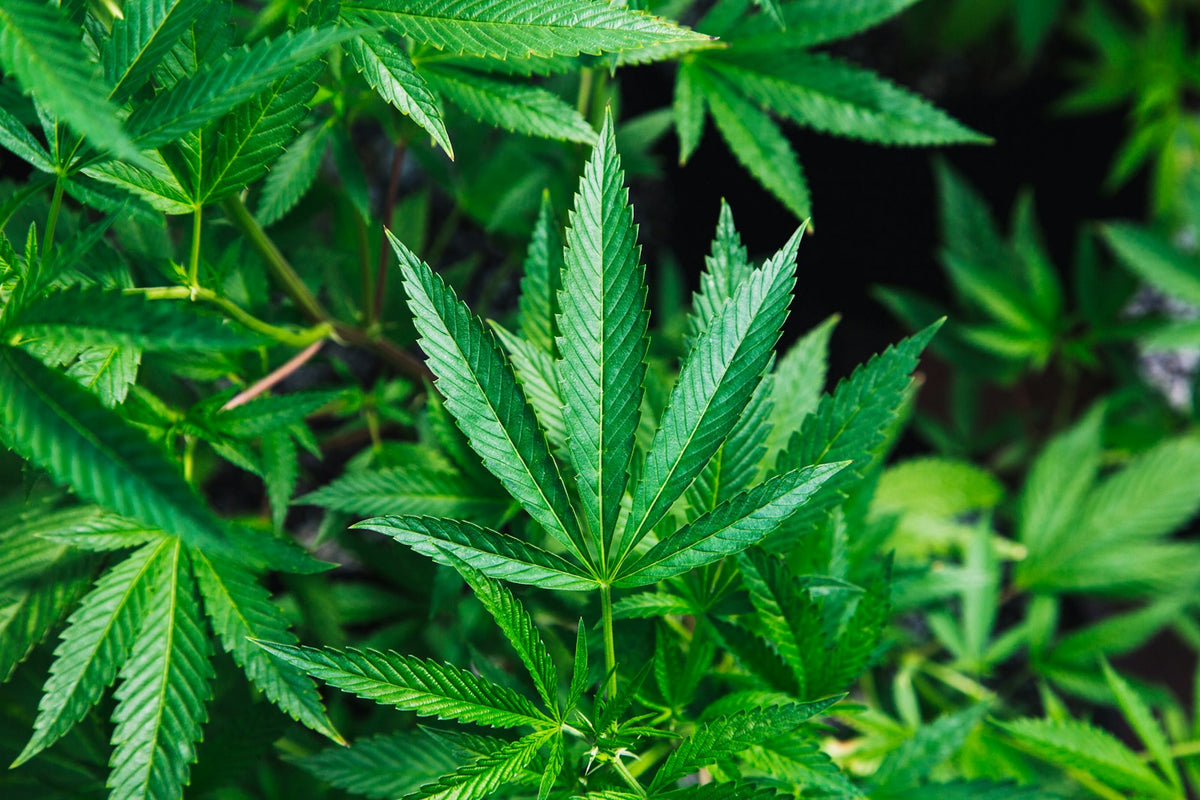 Green cannabis plant leaves in garden