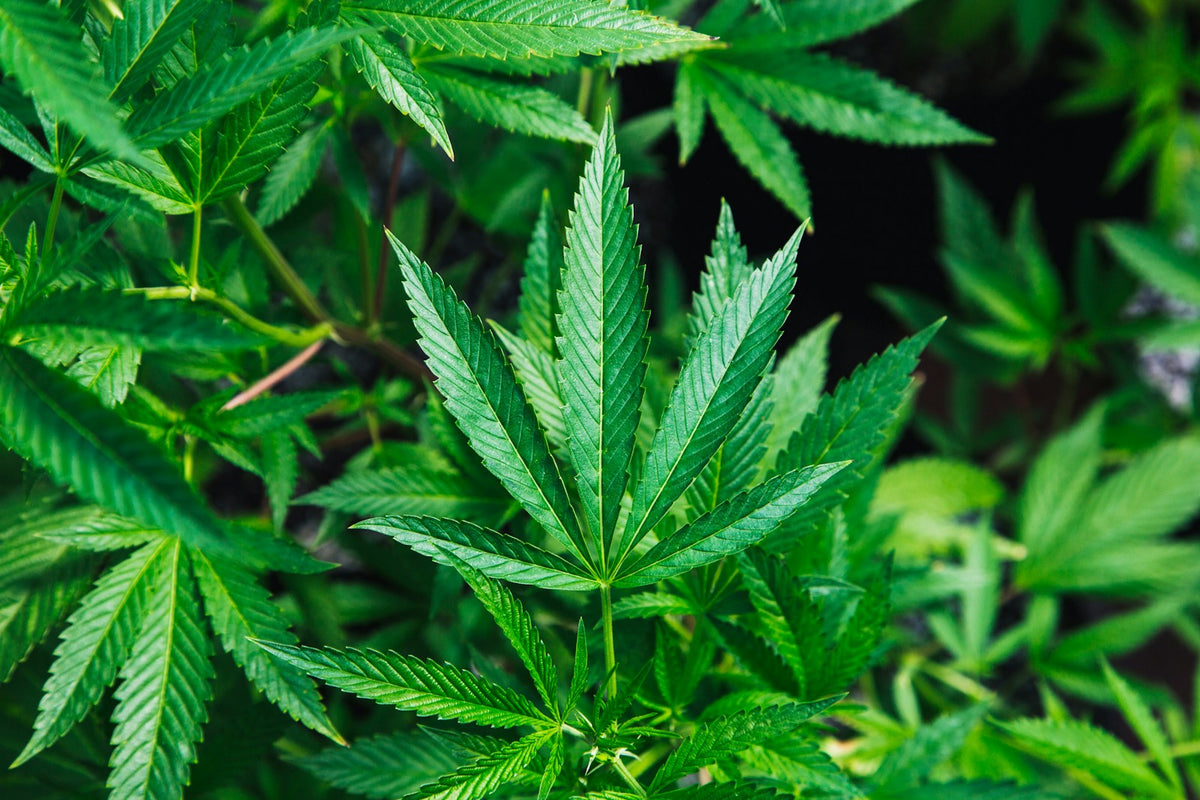 Cannabis leaves close-up in green foliage