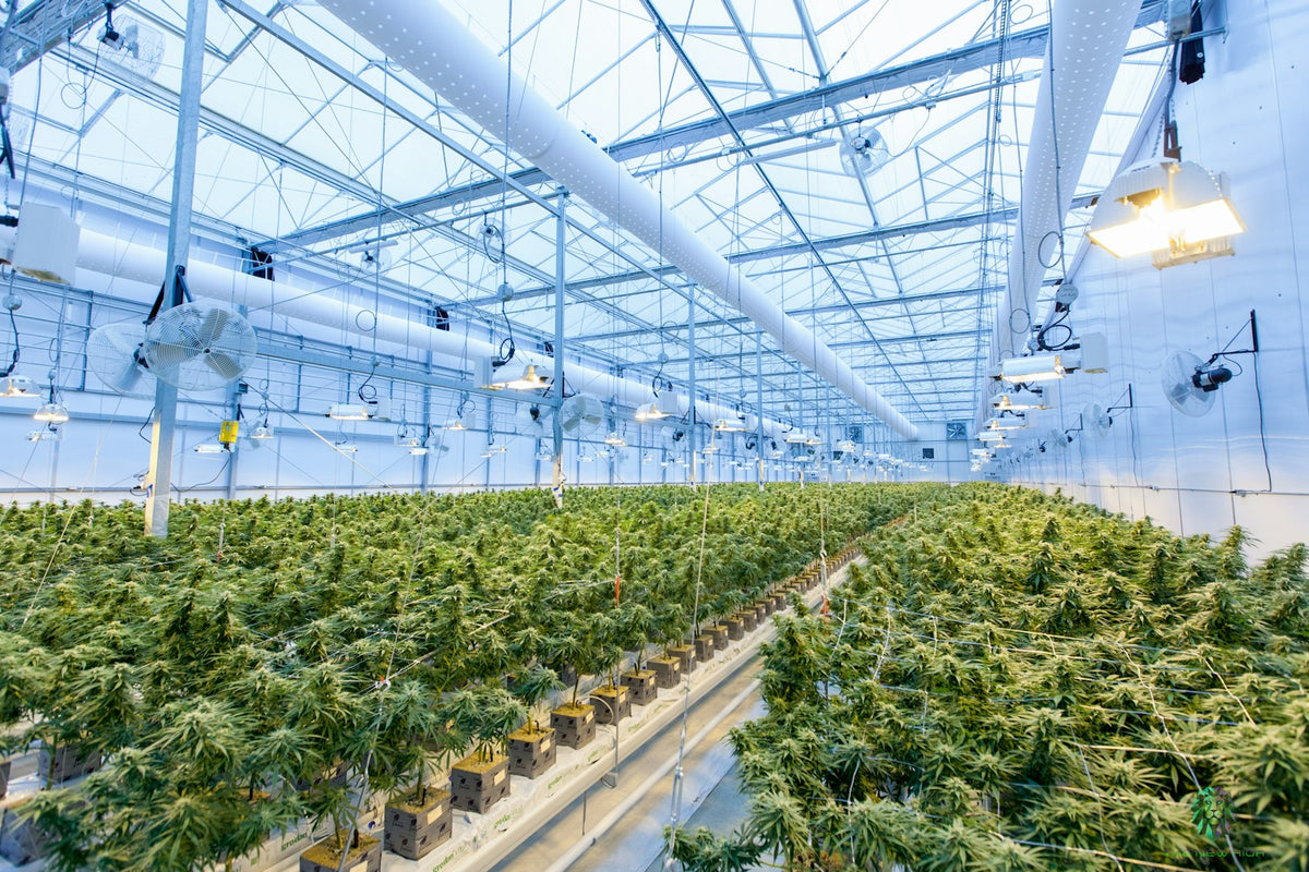 Indoor cannabis cultivation in controlled greenhouse
