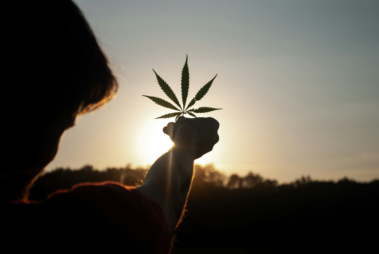 Person holding cannabis leaf at sunset