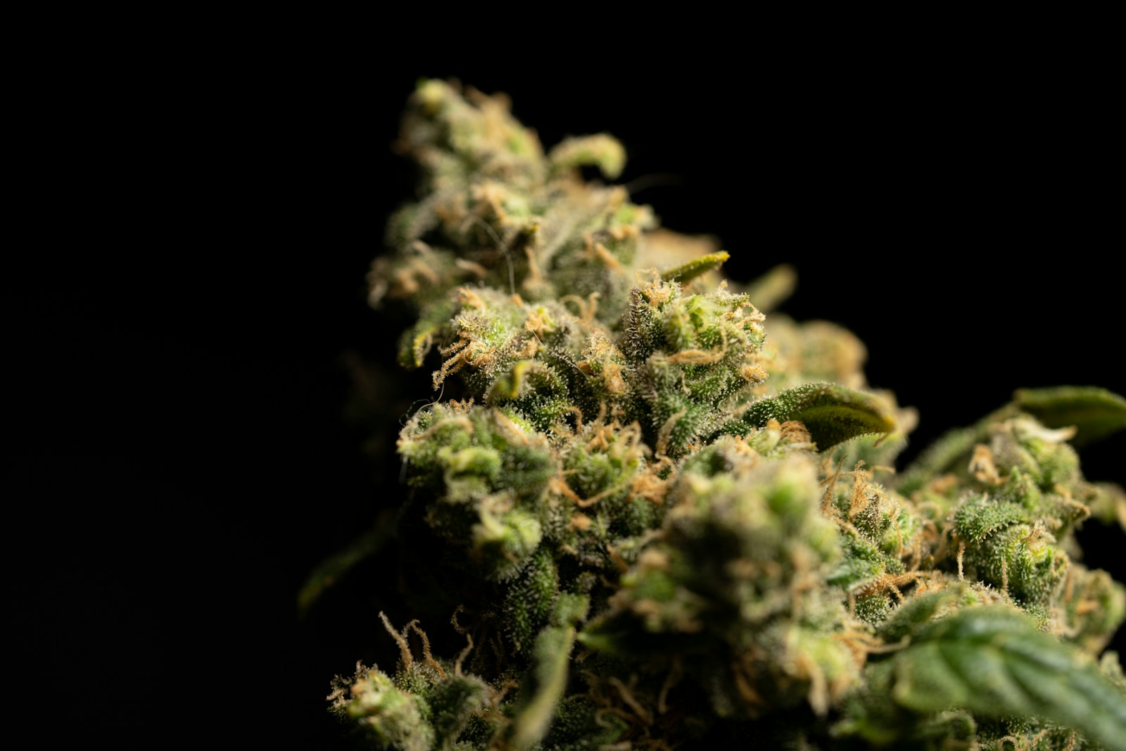 Close-up of cannabis bud with trichomes