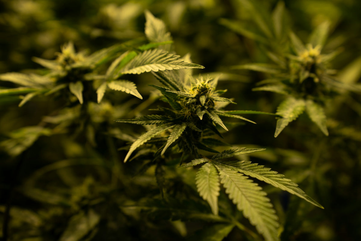 Cannabis plants close-up in natural light