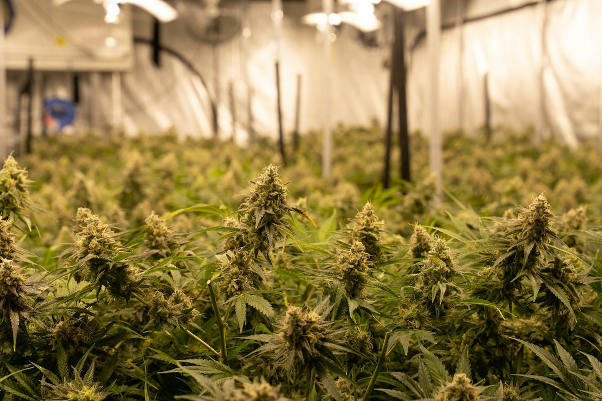 Indoor cannabis cultivation facility with healthy plants