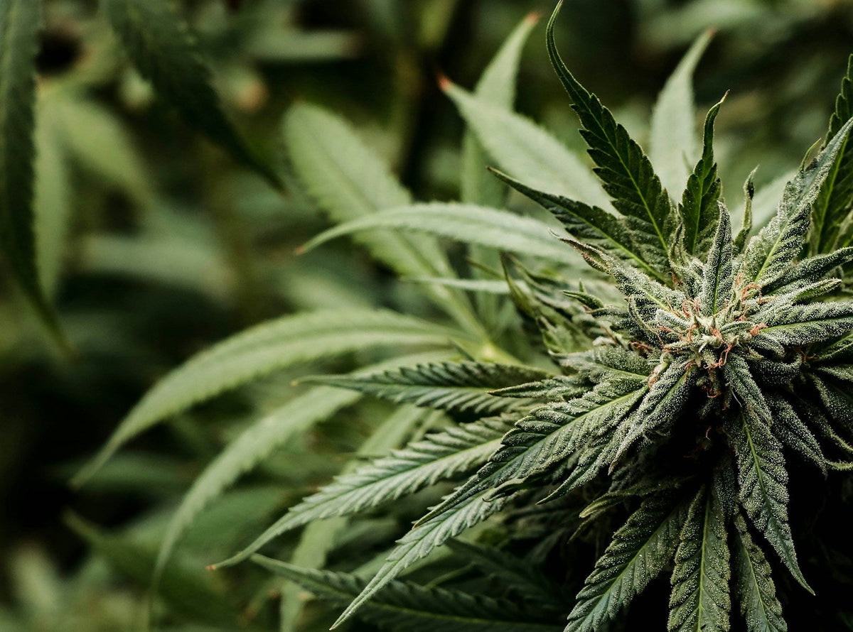 Close-up of cannabis plant leaves flowering