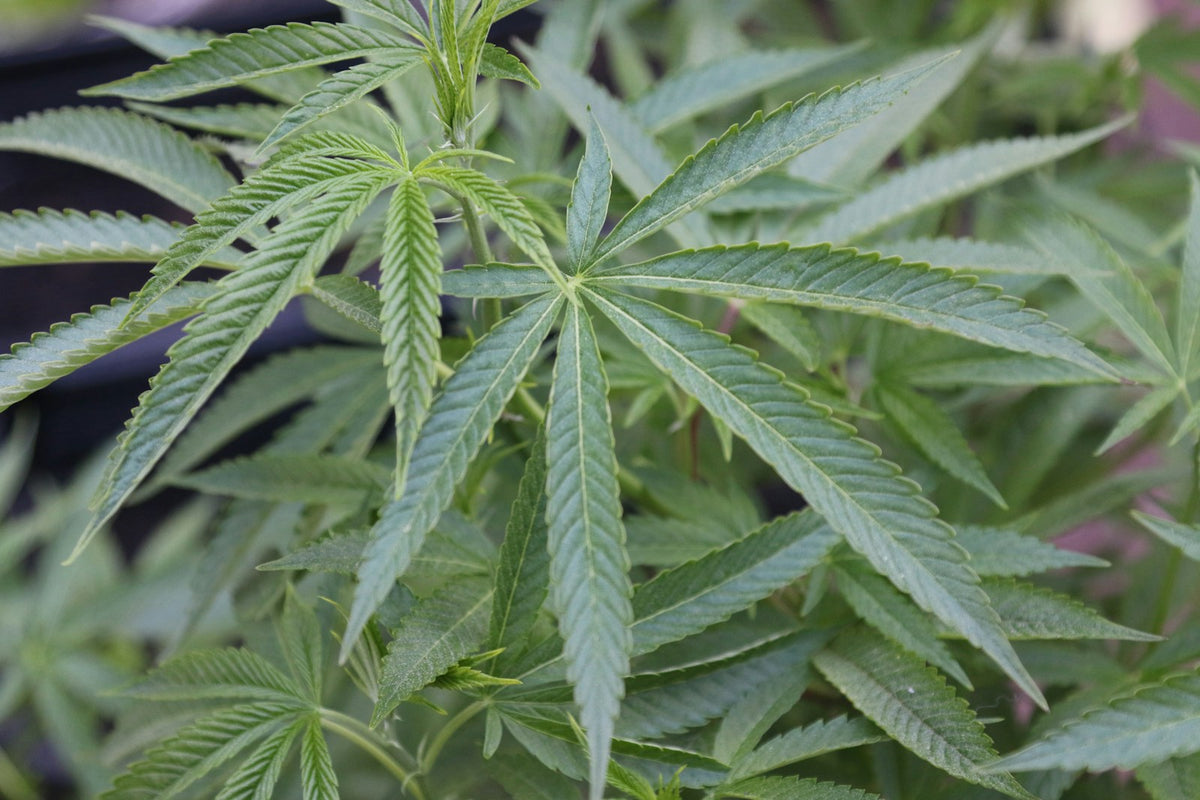 Green cannabis plant leaves closeup view